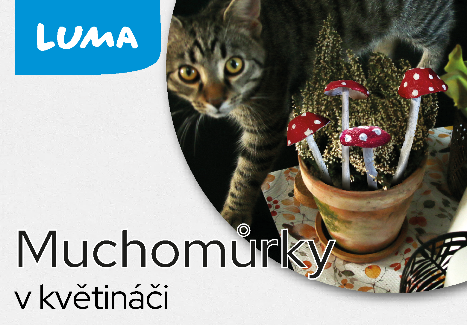 MUCHOMŮRKY🍄 MUCHOMŮRKY🍄